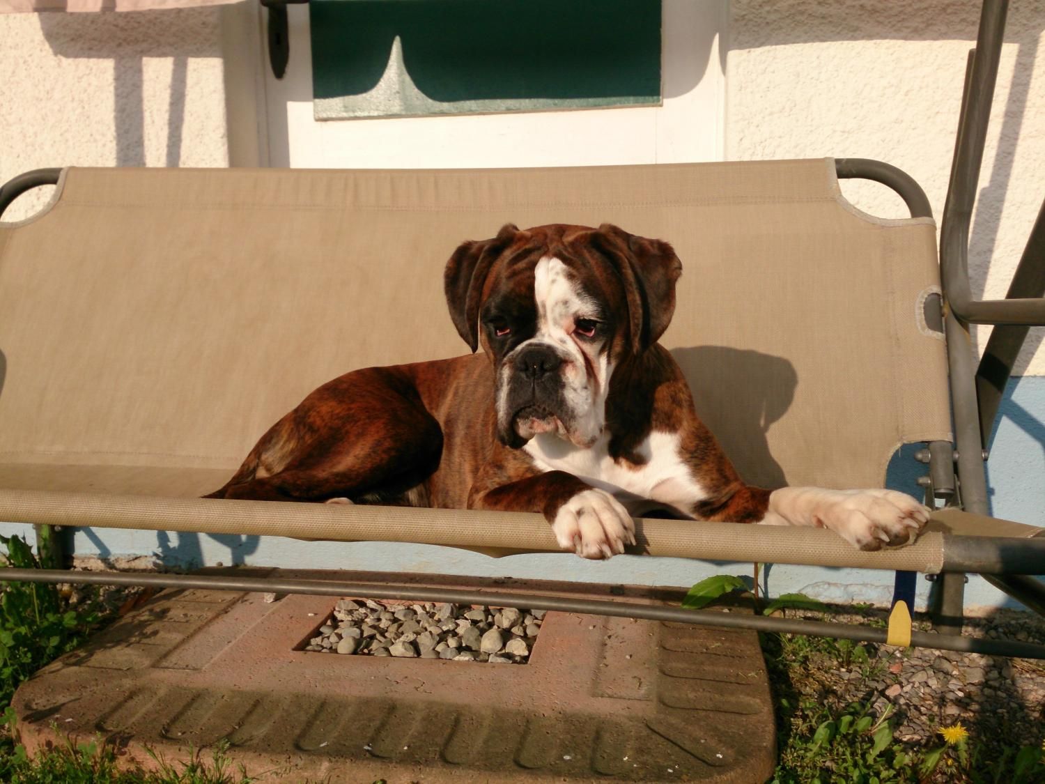 Boxerzucht Shiva`s Castle