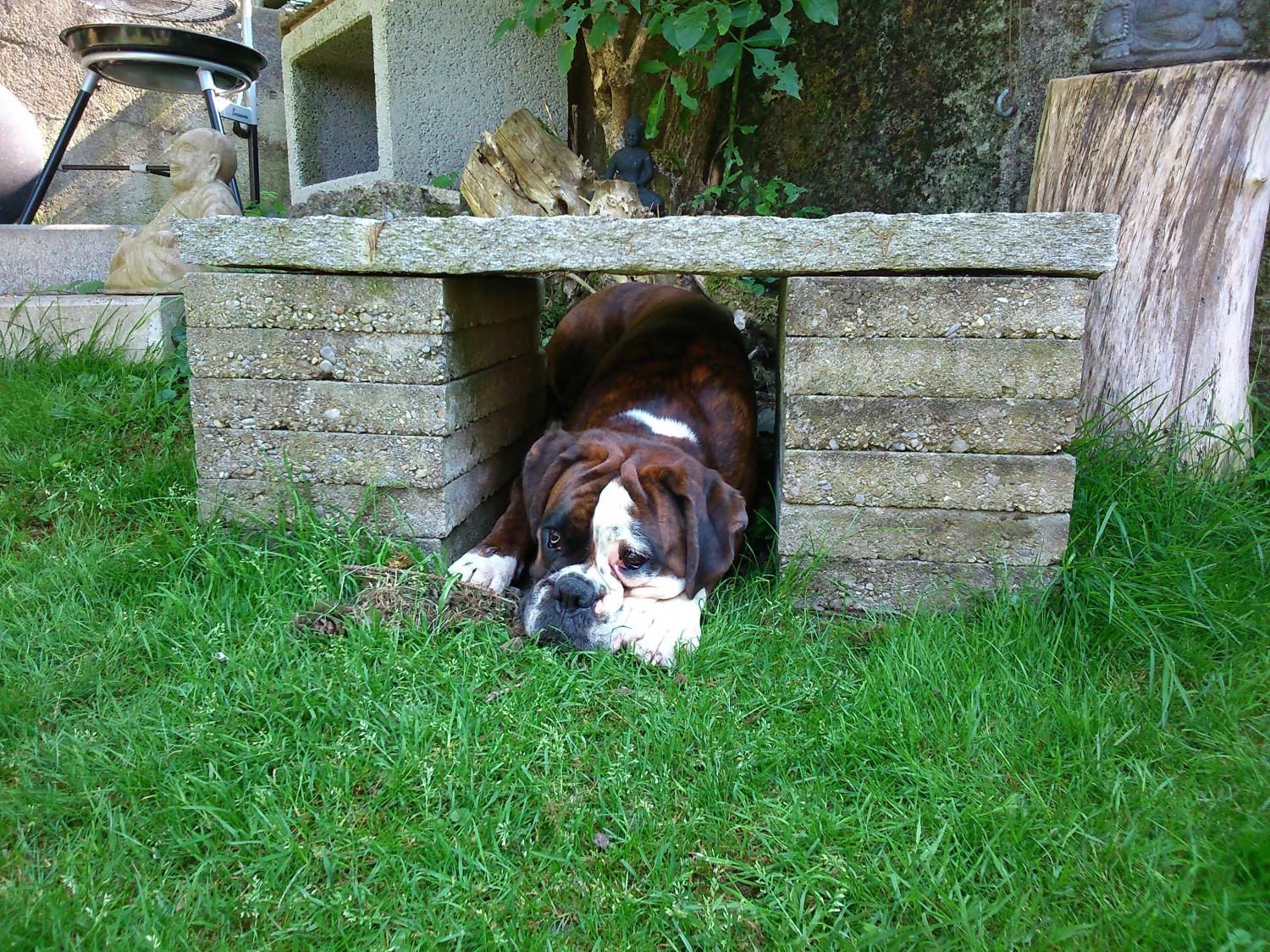 Boxerzucht Shiva`s Castle