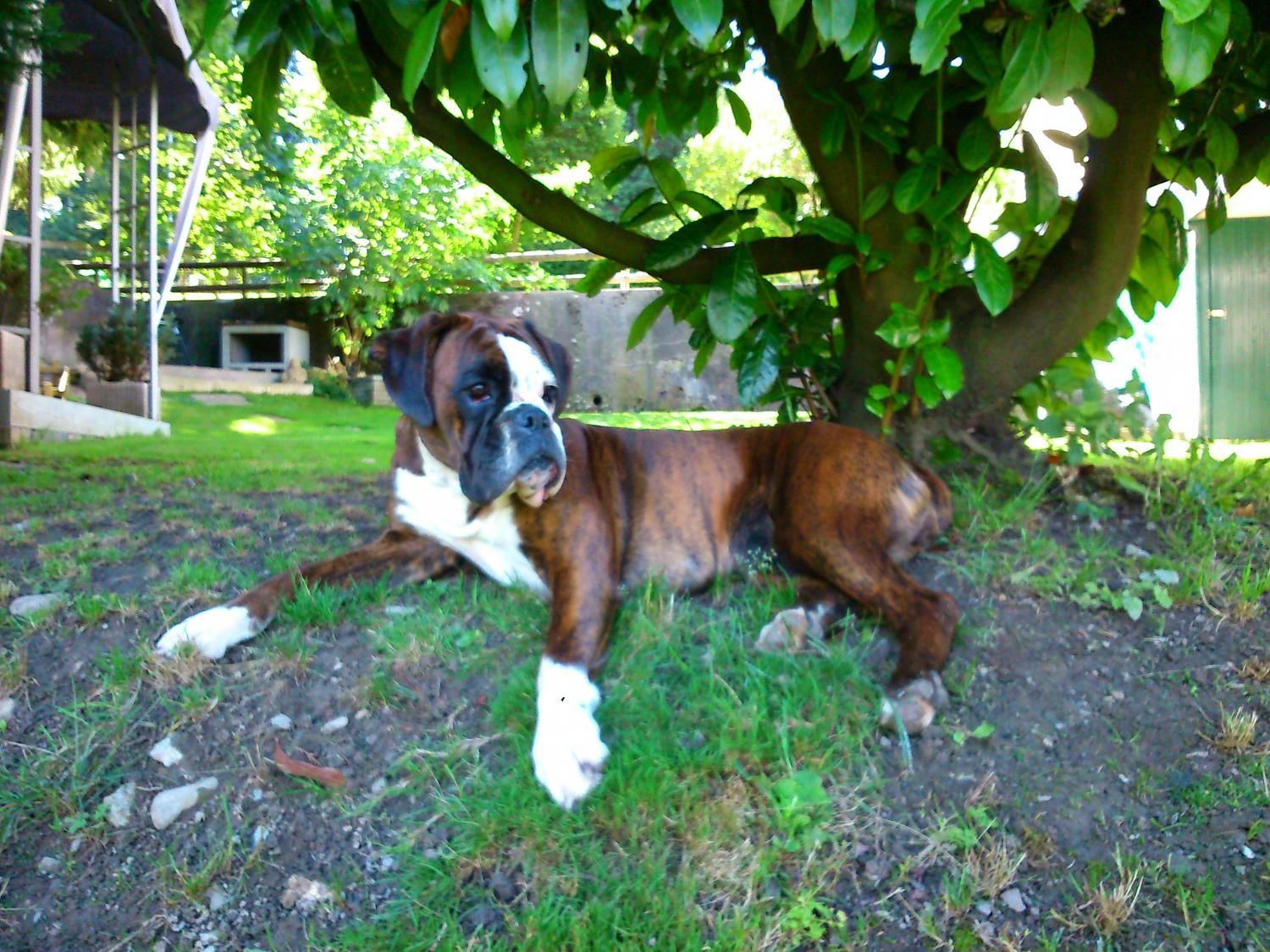 Boxerzucht Shiva`s Castle