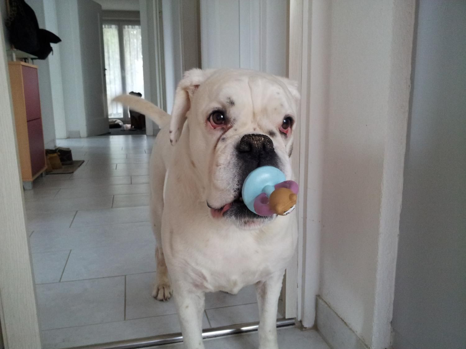 Boxerzucht Shiva`s Castle