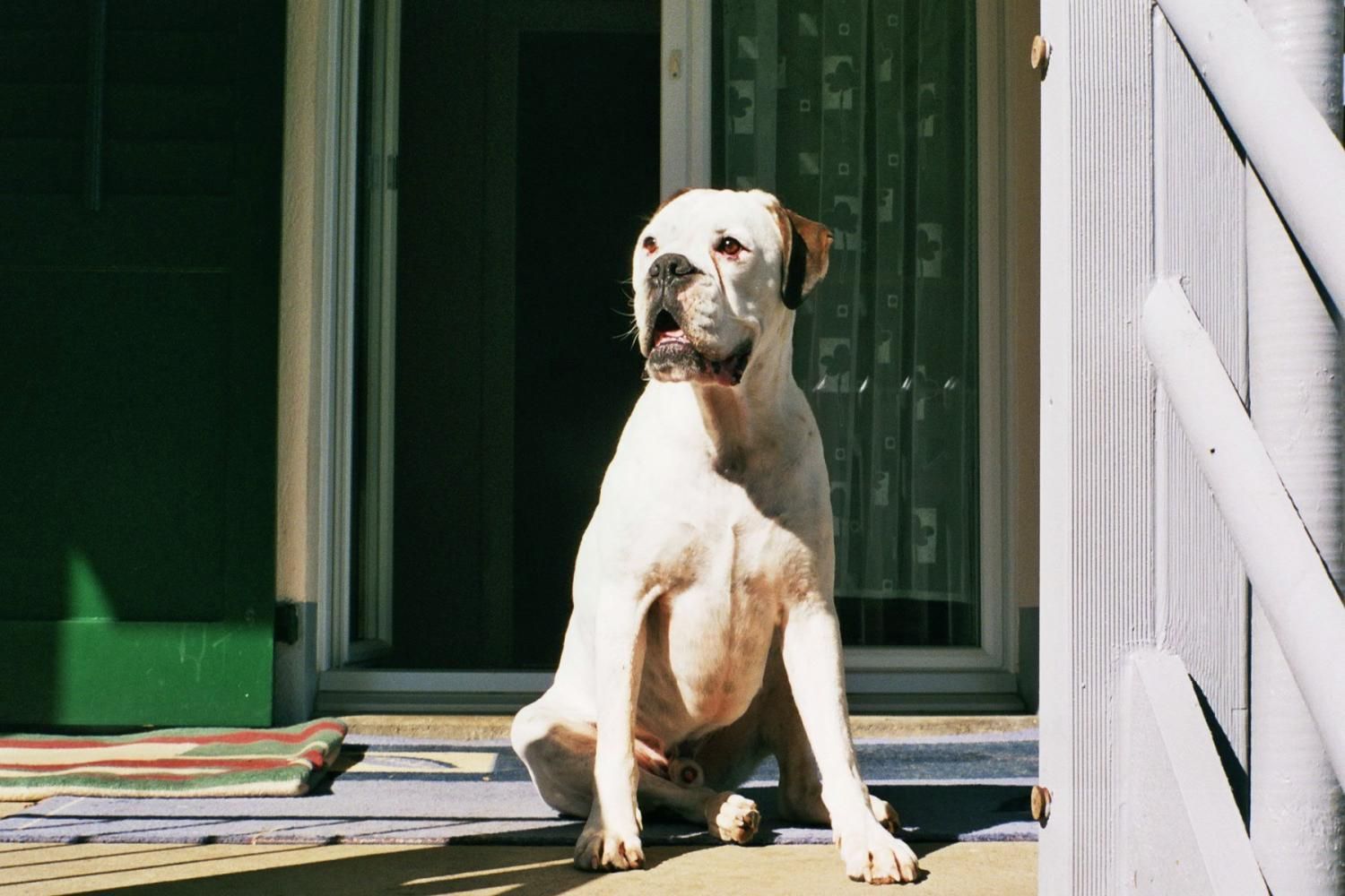 Boxerzucht Shiva`s Castle