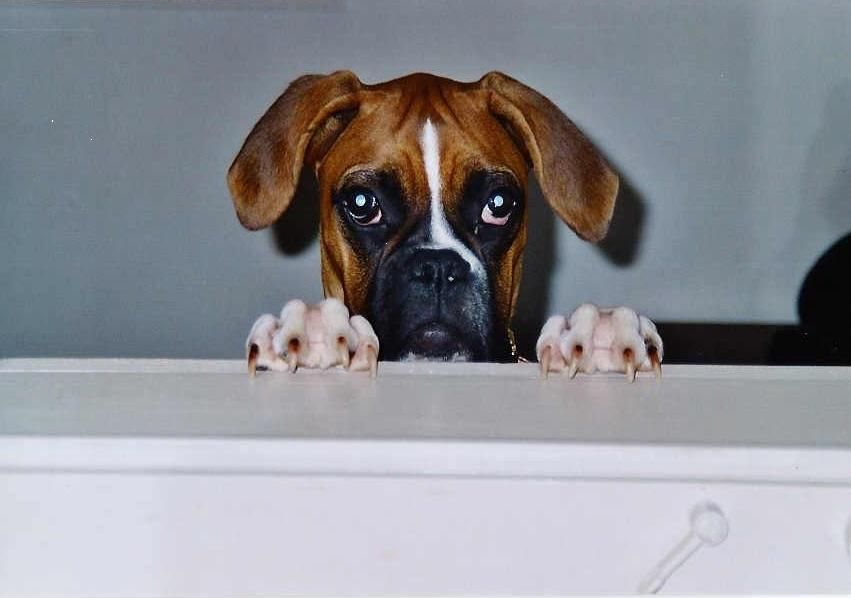 Boxerzucht Shiva`s Castle