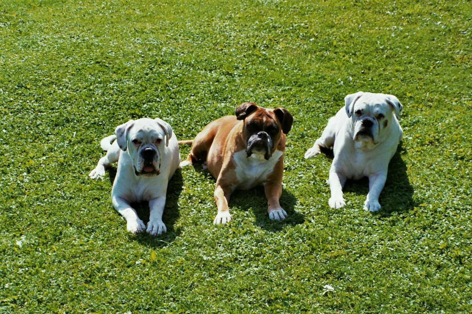 Boxerzucht Shiva`s Castle