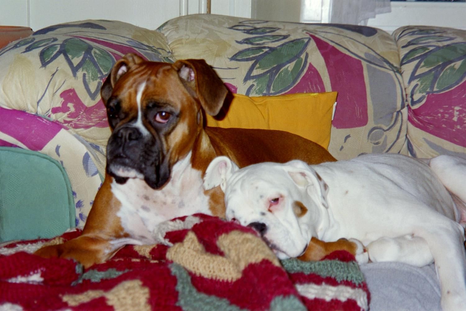 Boxerzucht Shiva`s Castle