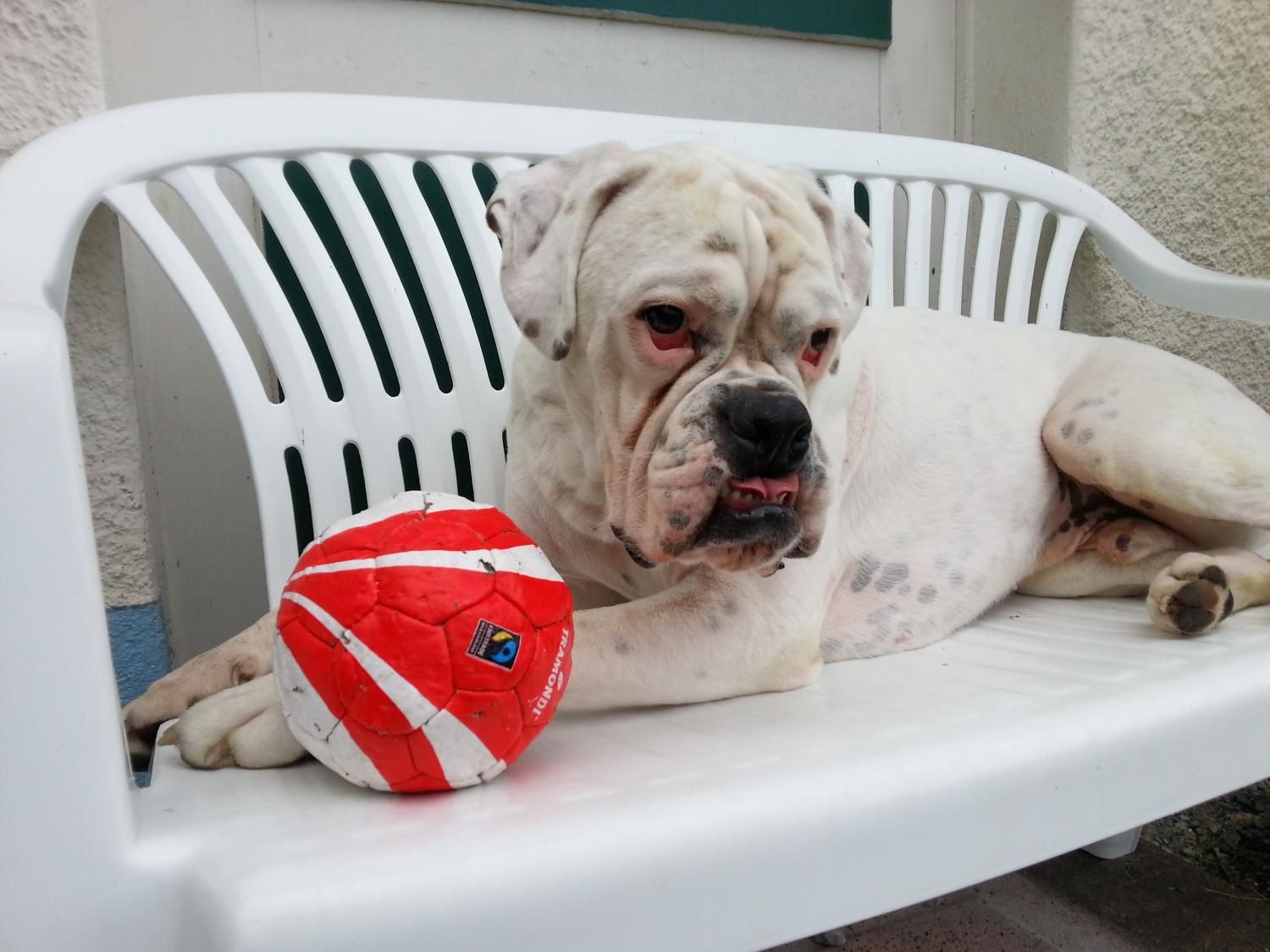 Boxerzucht Shiva`s Castle