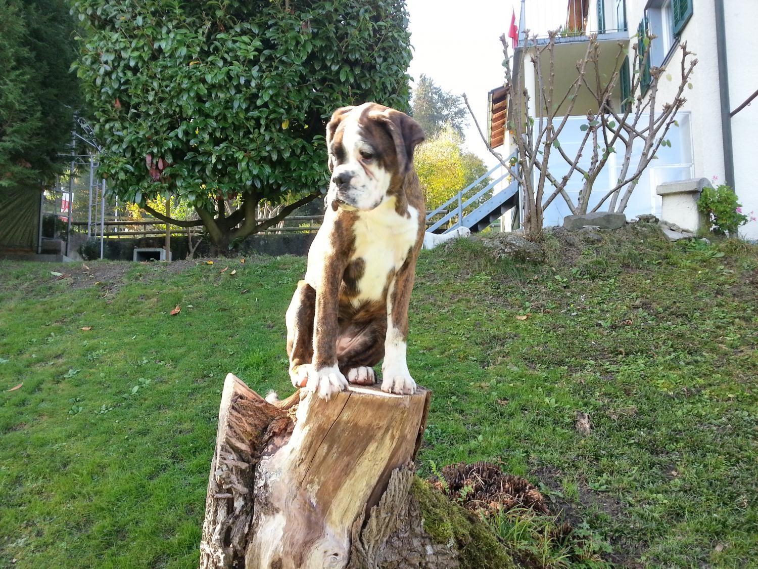 Boxerzucht Shiva`s Castle