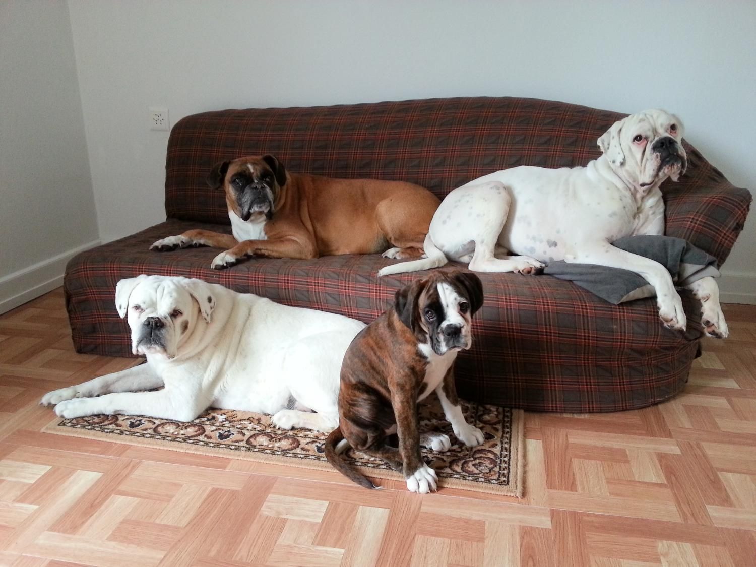 Boxerzucht Shiva`s Castle