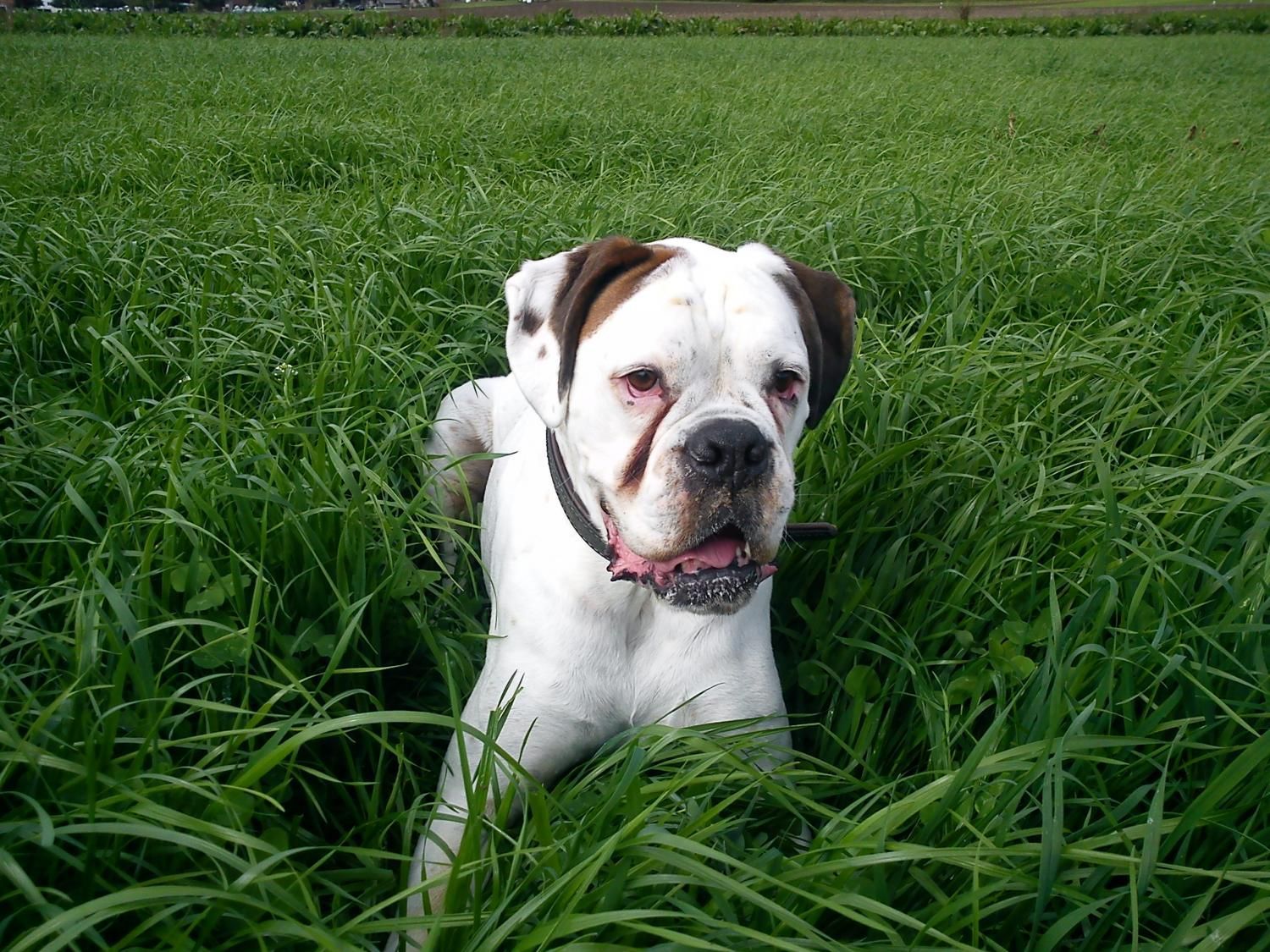 Boxerzucht Shiva`s Castle