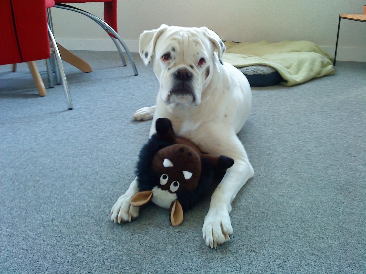 Boxerzucht Shiva`s Castle