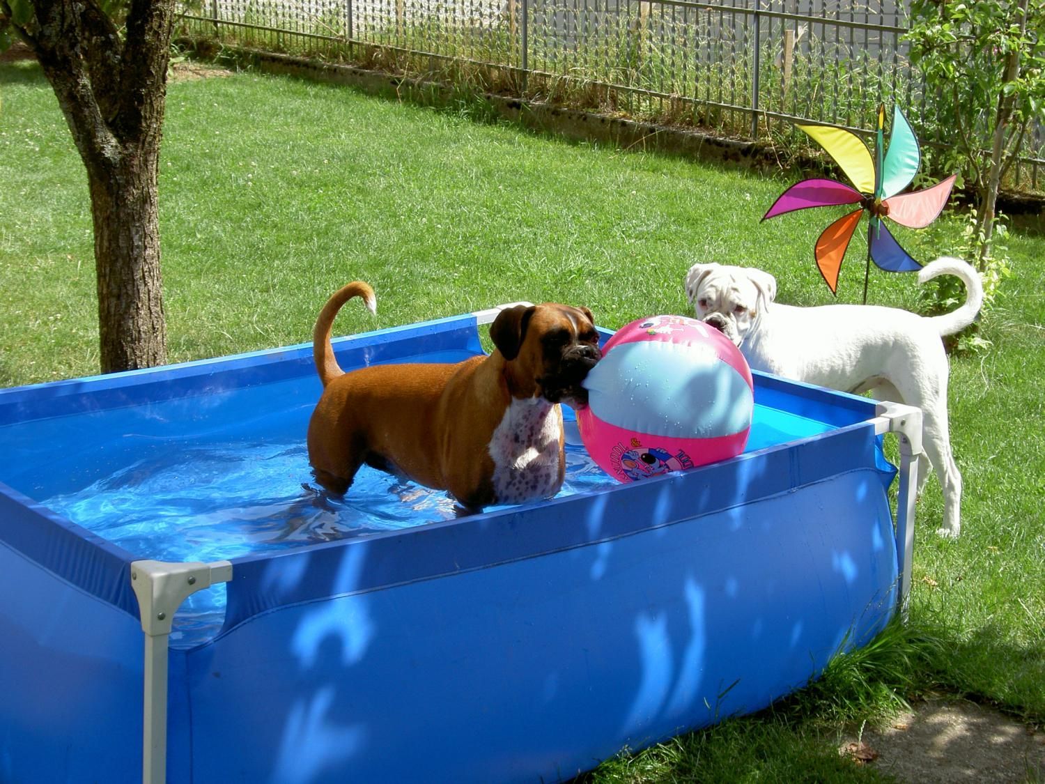 Boxerzucht Shiva`s Castle