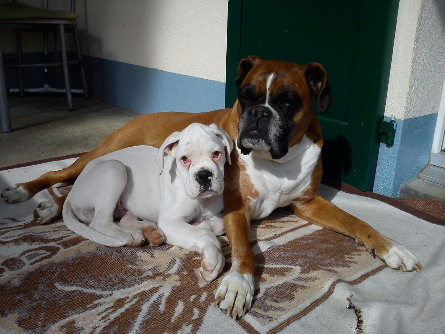 Boxerzucht Shiva`s Castle