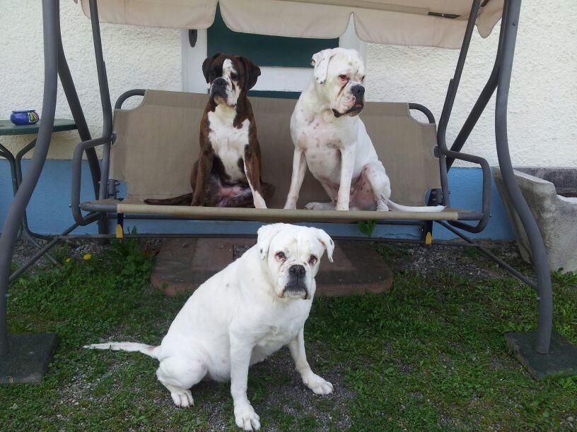 Boxerzucht Shiva`s Castle