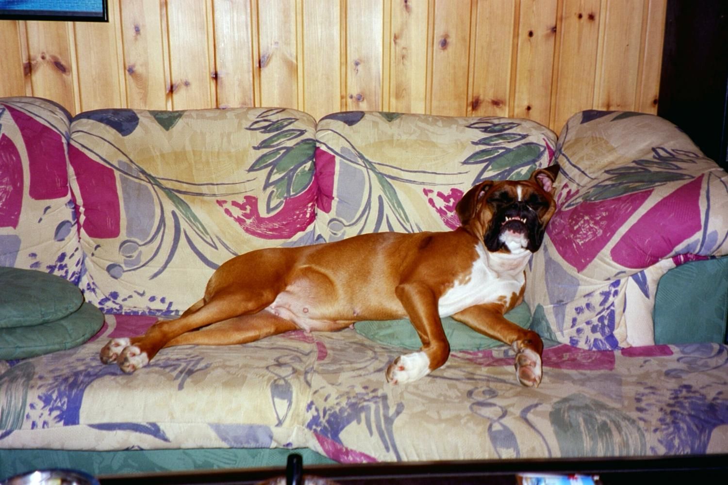 Boxerzucht Shiva`s Castle