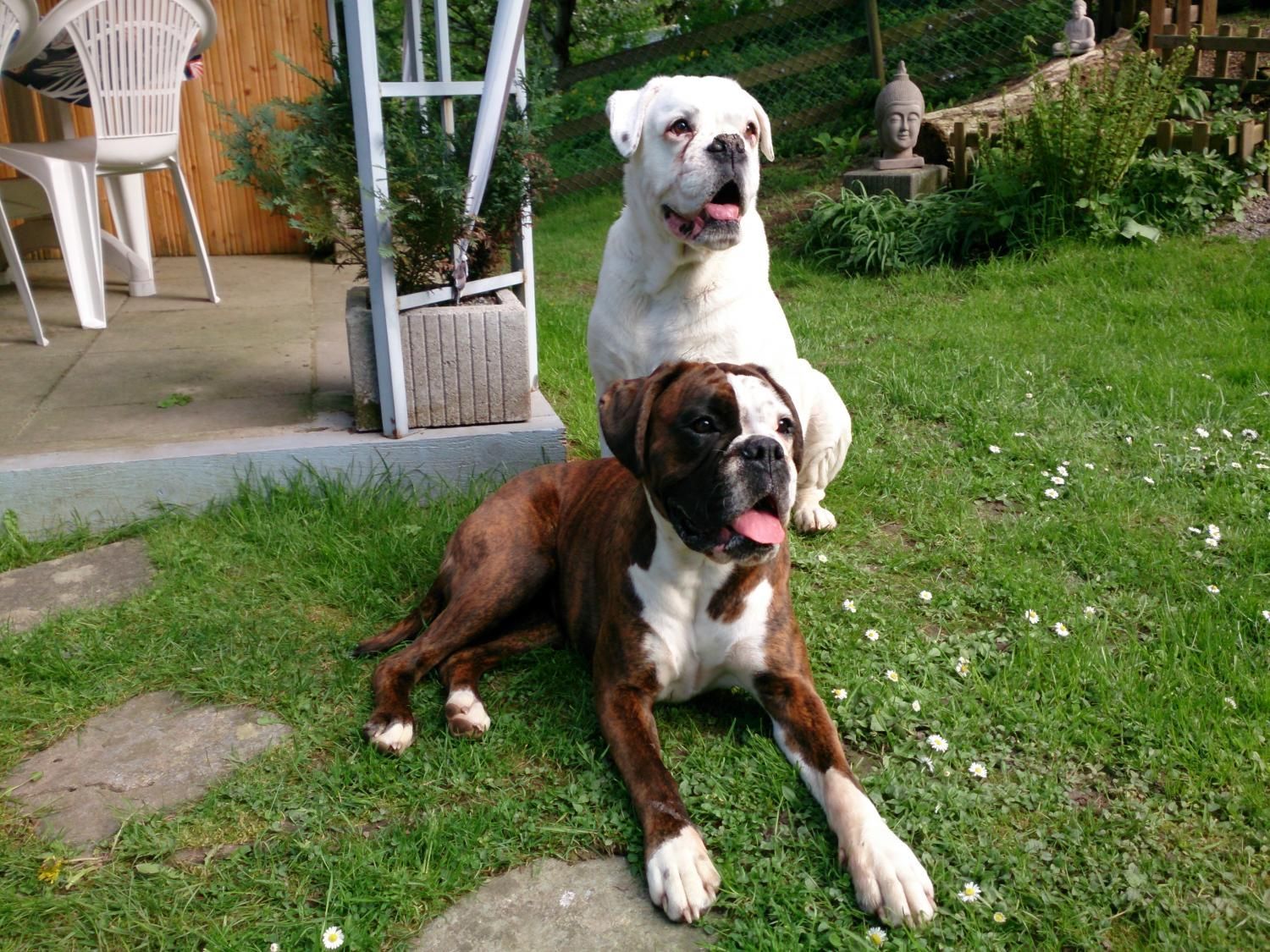 Boxerzucht Shiva`s Castle