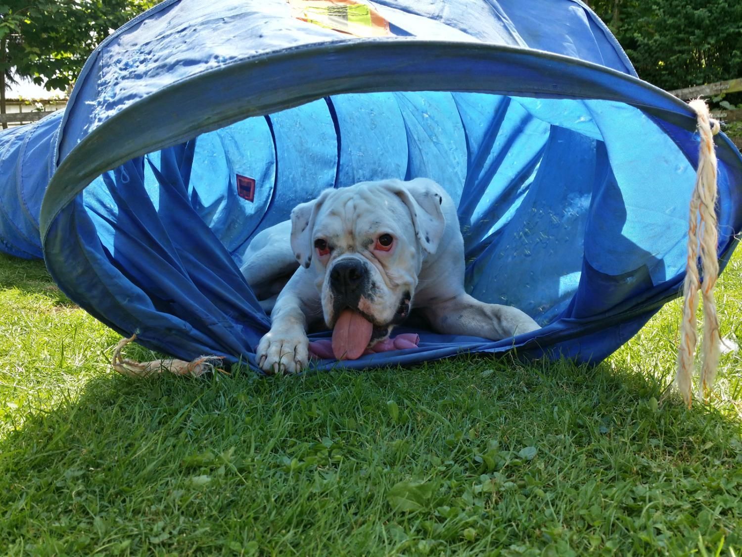 Boxerzucht Shiva`s Castle