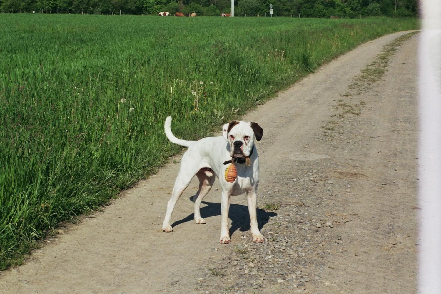 Boxerzucht Shiva`s Castle