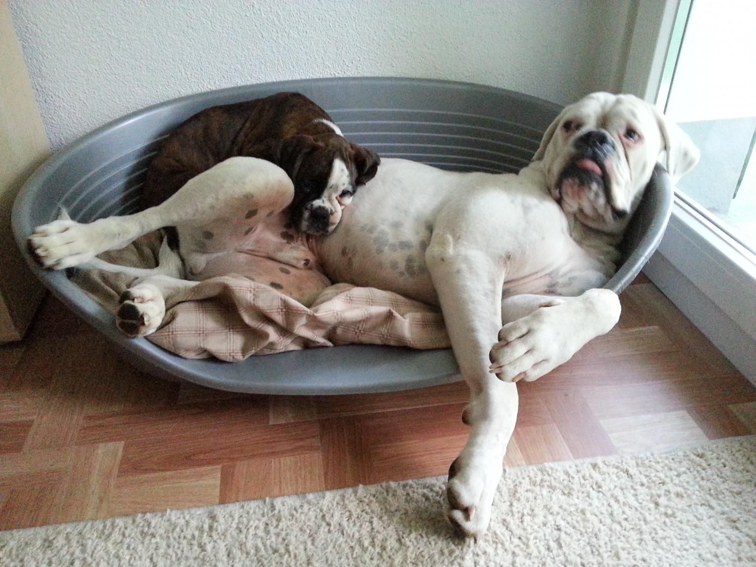 Boxerzucht Shiva`s Castle