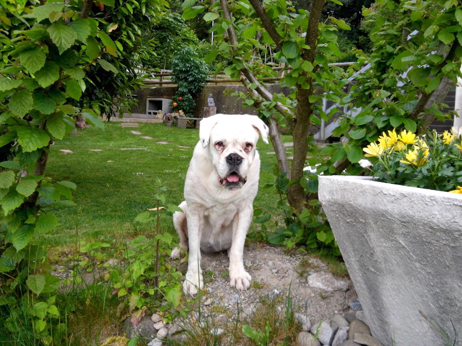 Boxerzucht Shiva`s Castle