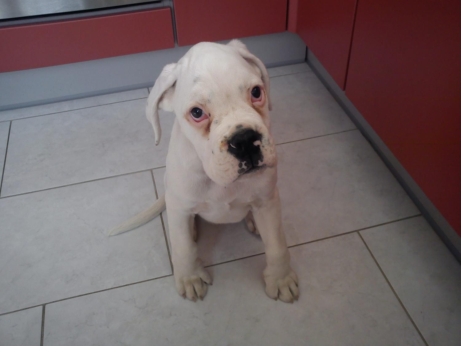 Boxerzucht Shiva`s Castle