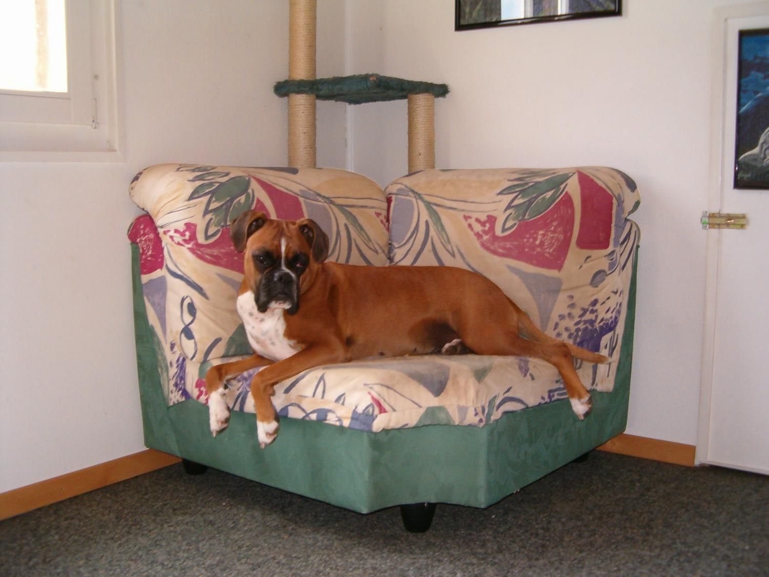 Boxerzucht Shiva`s Castle