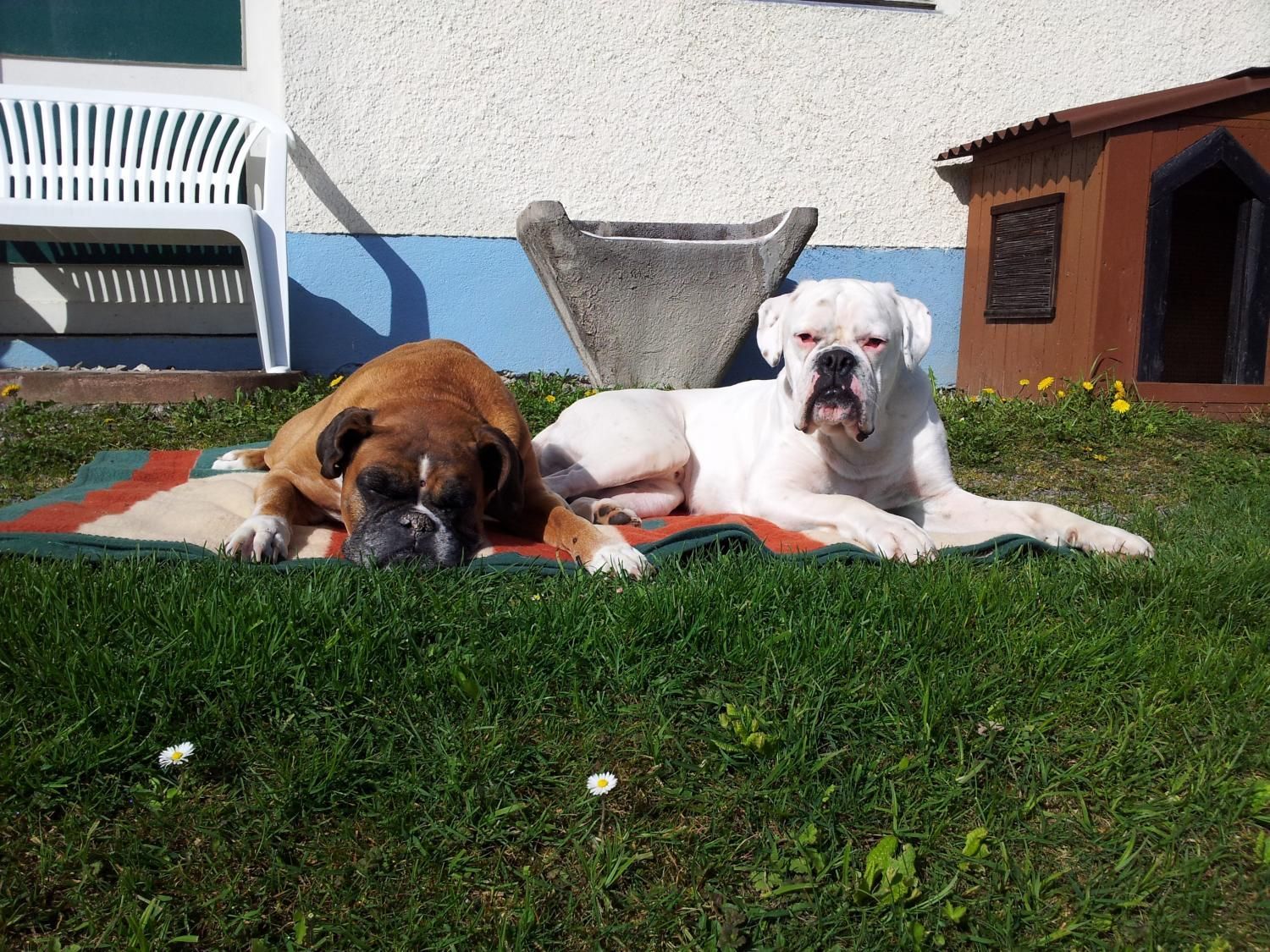 Boxerzucht Shiva`s Castle