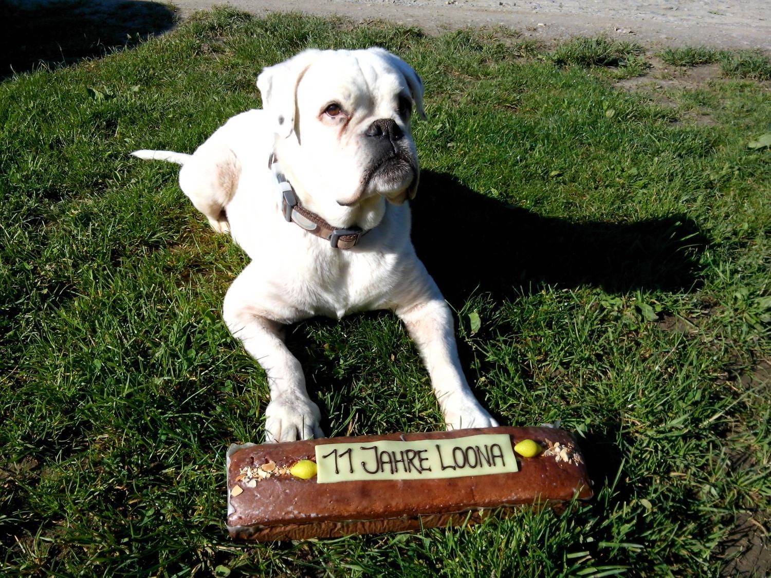 Boxerzucht Shiva`s Castle