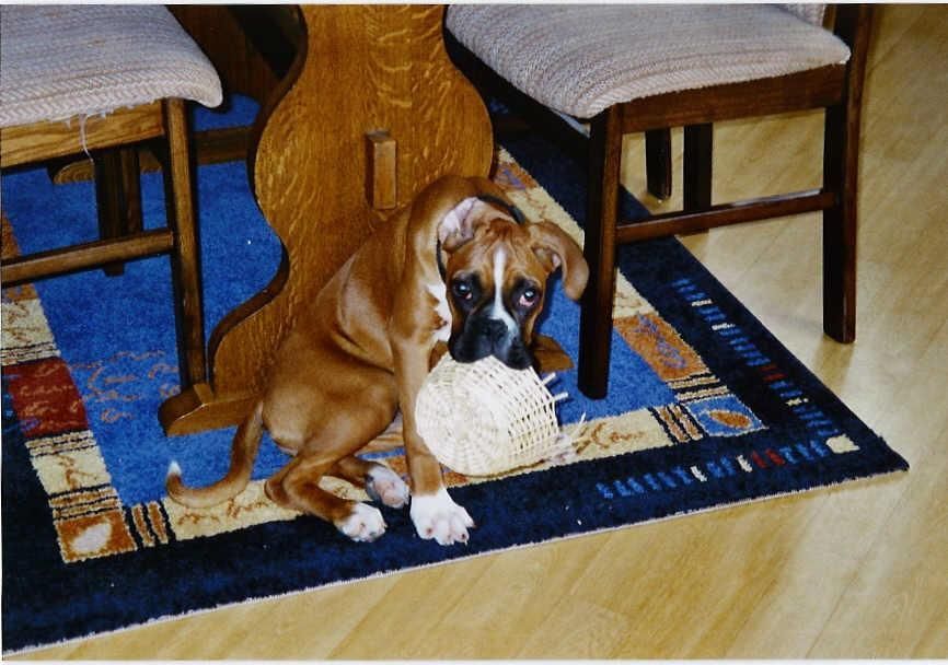 Boxerzucht Shiva`s Castle