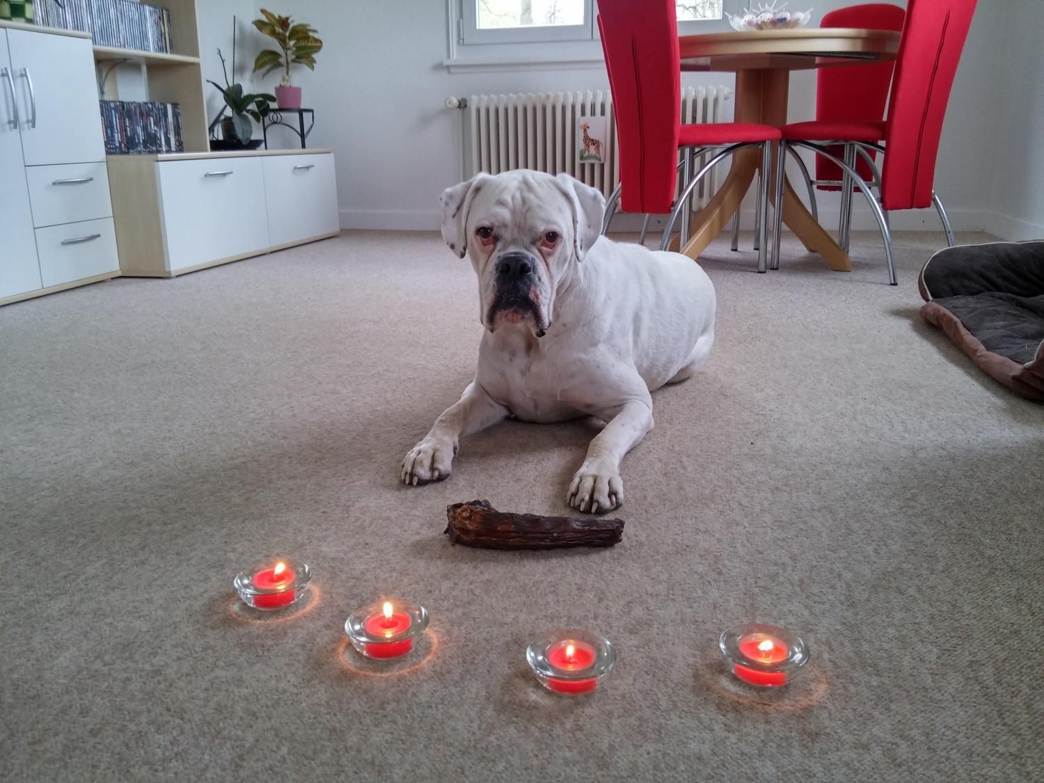 Boxerzucht Shiva`s Castle