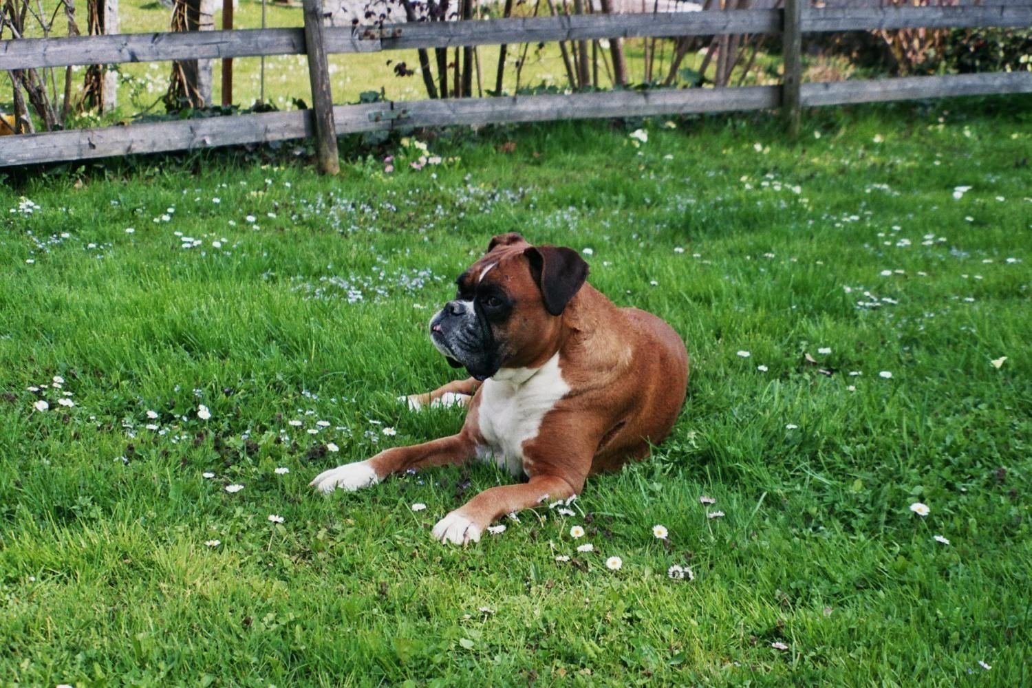 Boxerzucht Shiva`s Castle