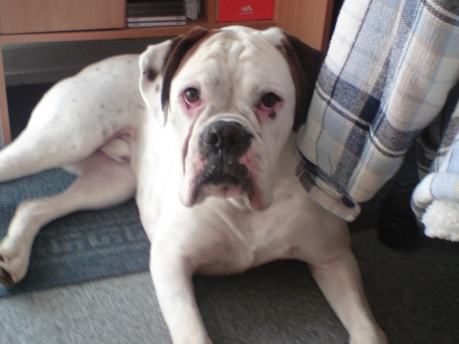 Boxerzucht Shiva`s Castle