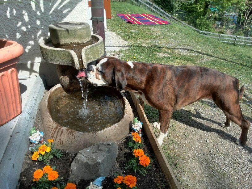 Boxerzucht Shiva`s Castle