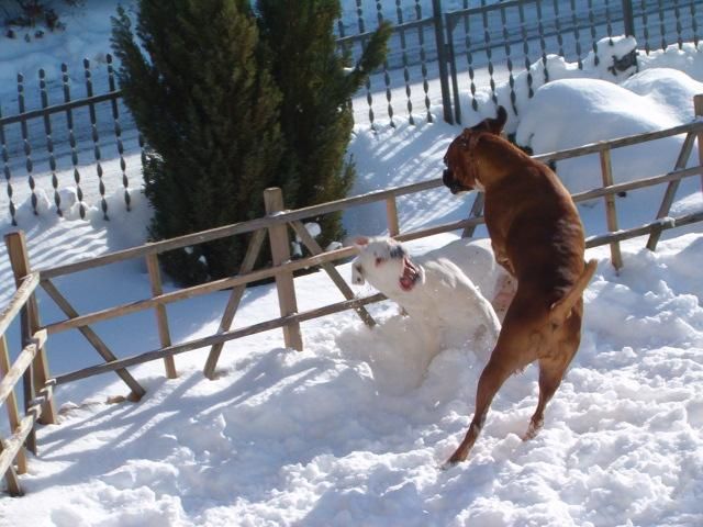 Boxerzucht Shiva`s Castle