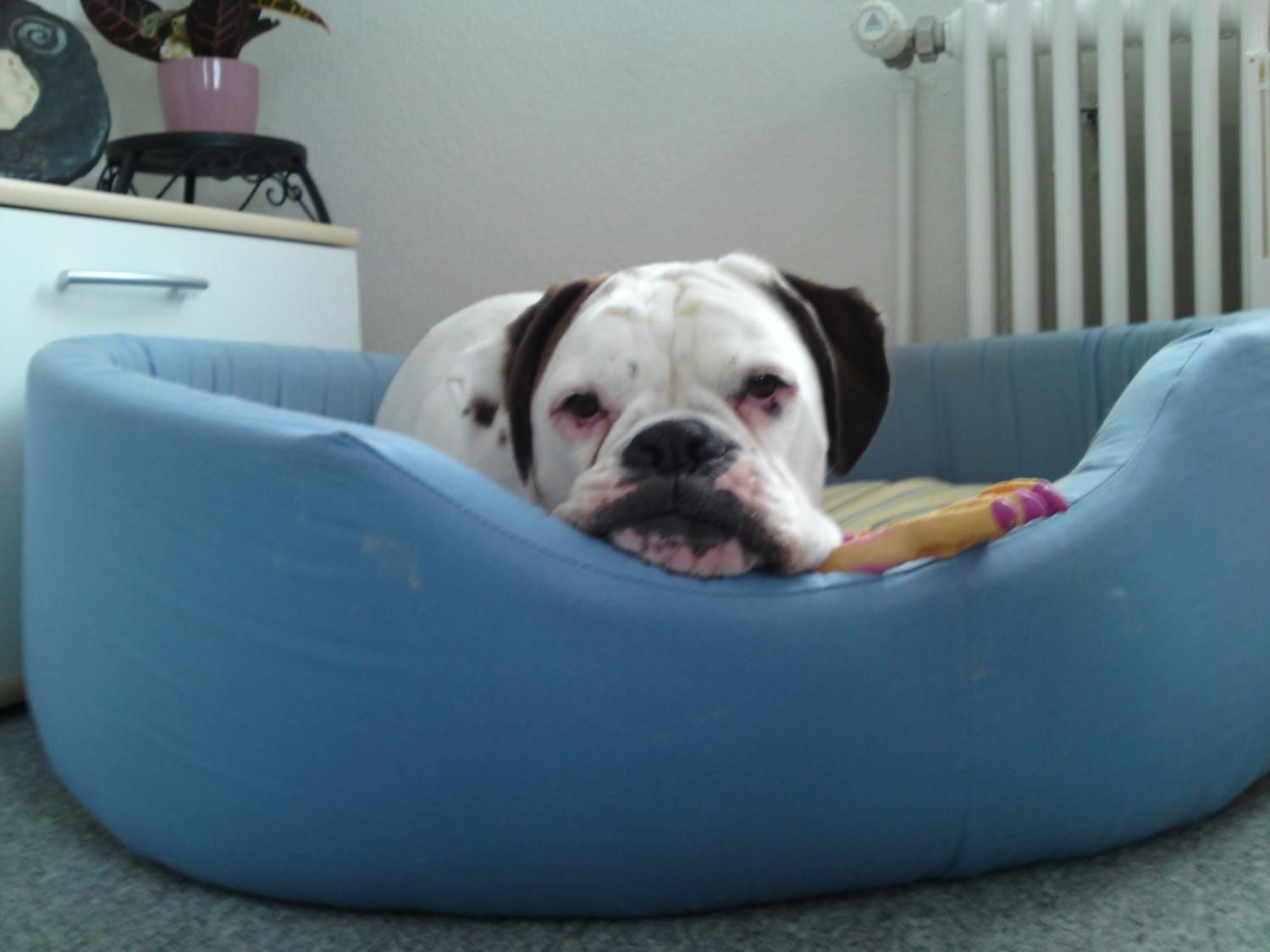 Boxerzucht Shiva`s Castle