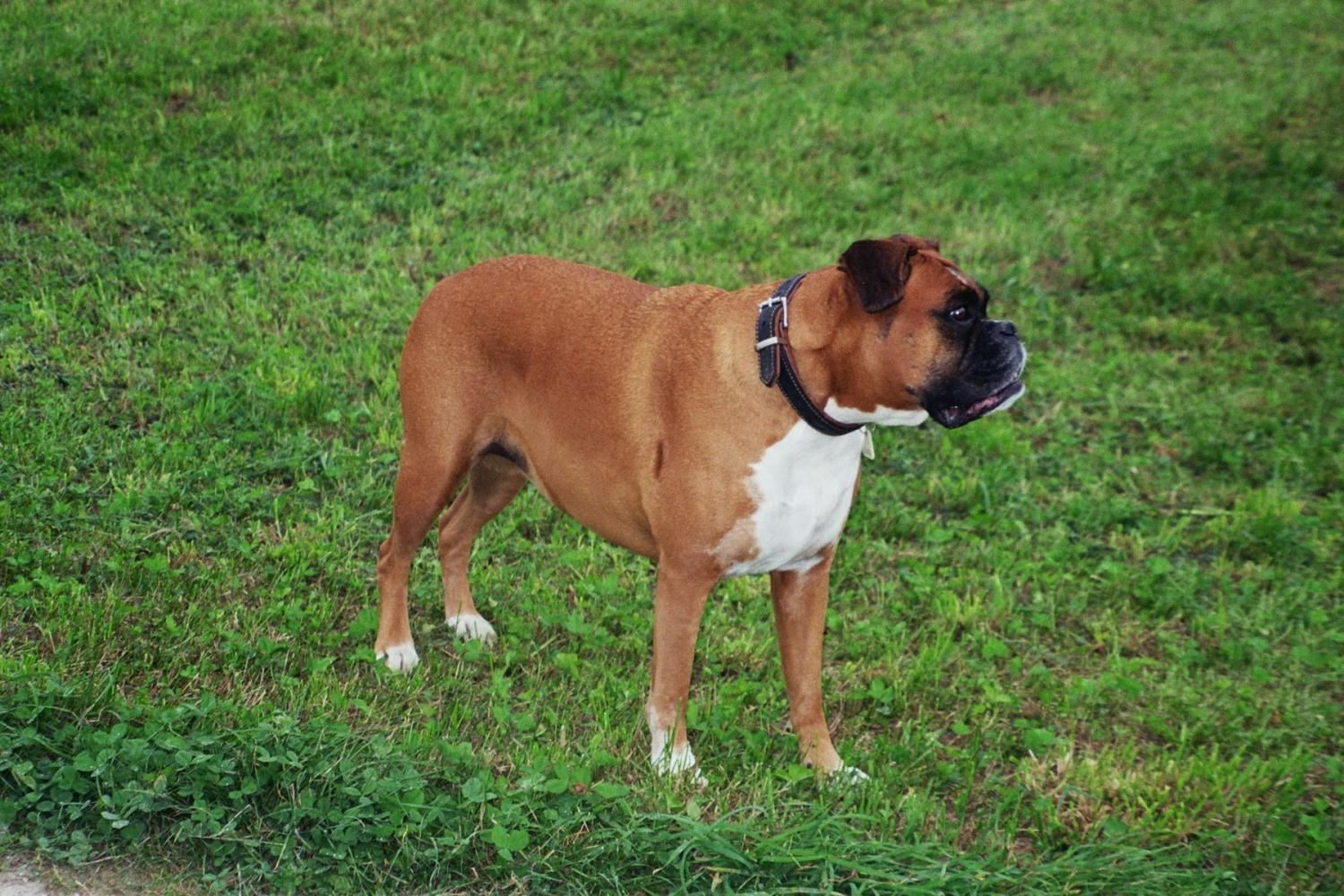 Boxerzucht Shiva`s Castle