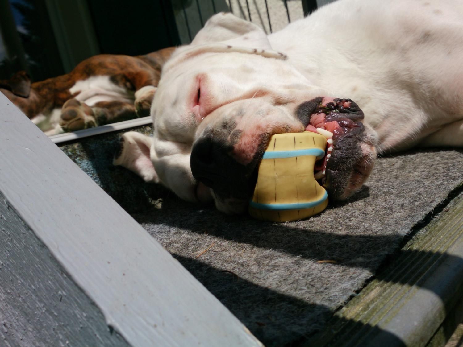 Boxerzucht Shiva`s Castle