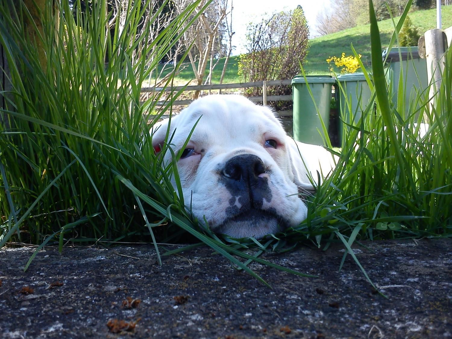 Boxerzucht Shiva`s Castle