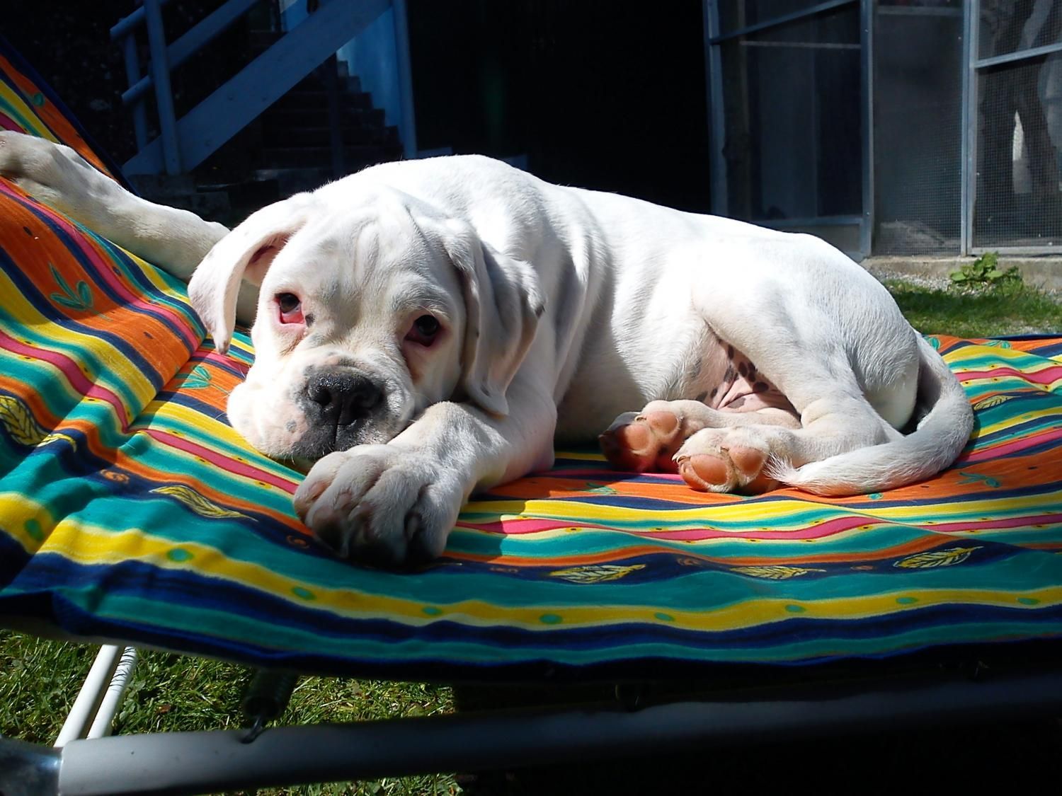 Boxerzucht Shiva`s Castle