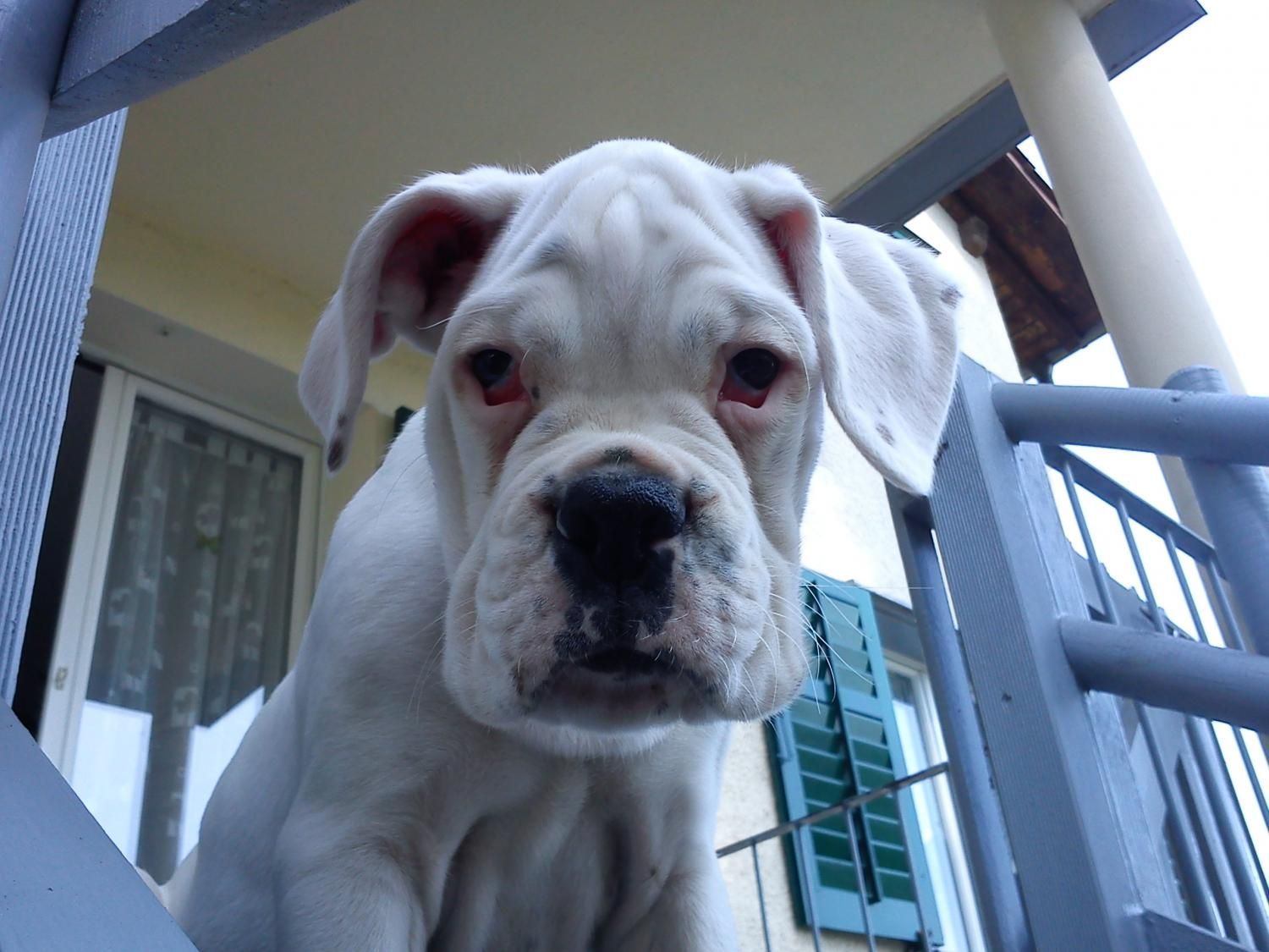 Boxerzucht Shiva`s Castle