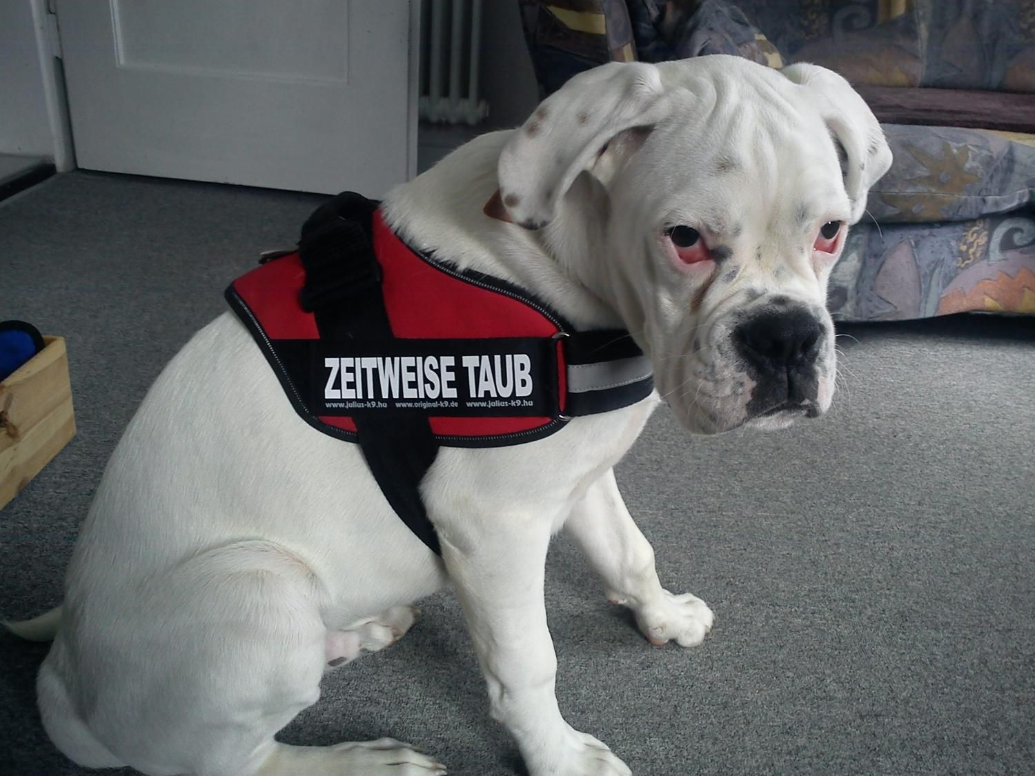 Boxerzucht Shiva`s Castle