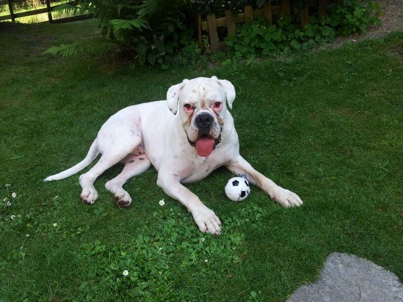 Boxerzucht Shiva`s Castle