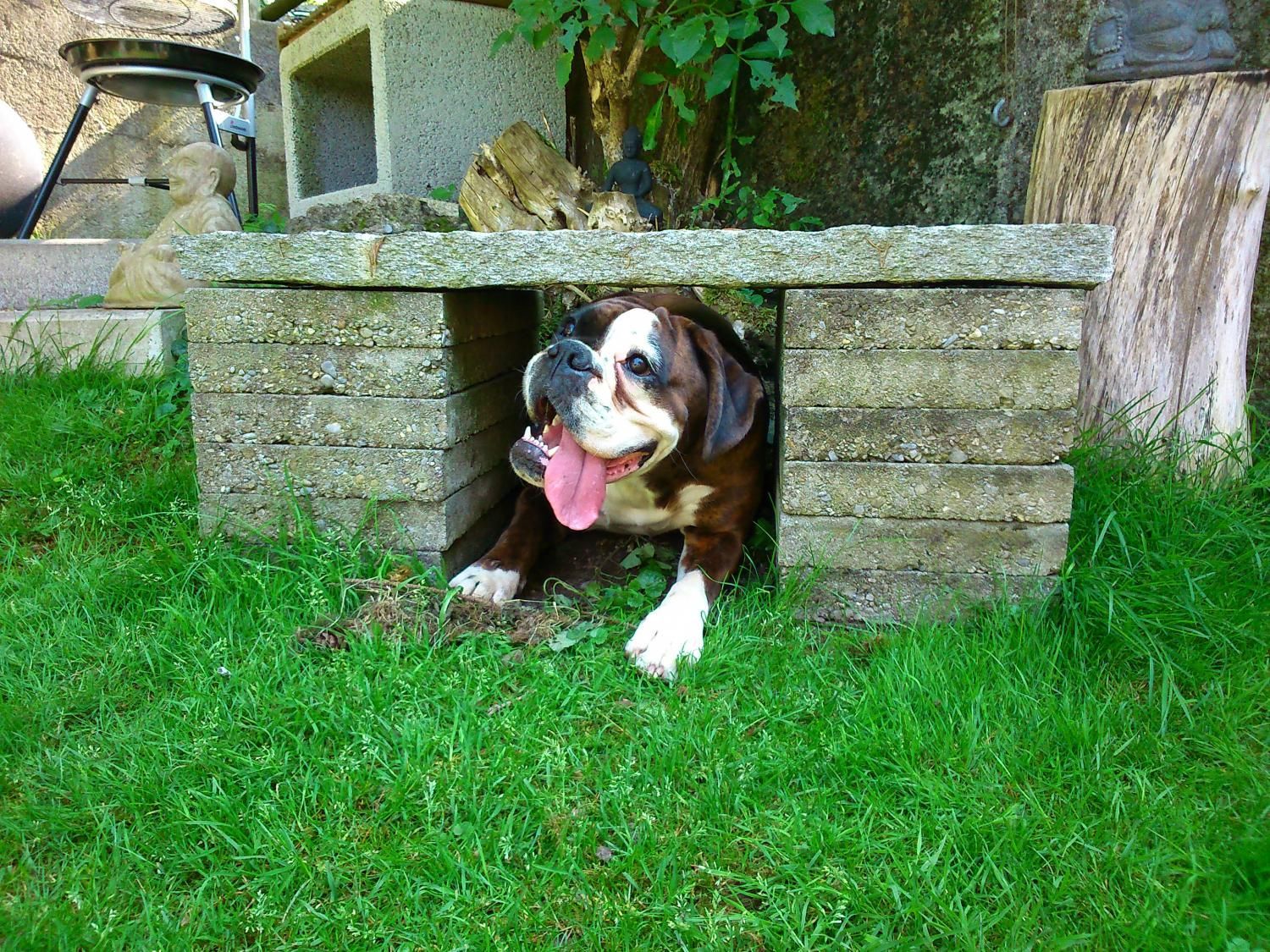 Boxerzucht Shiva`s Castle