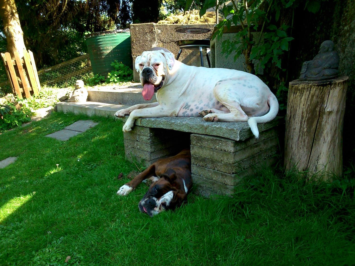 Boxerzucht Shiva`s Castle