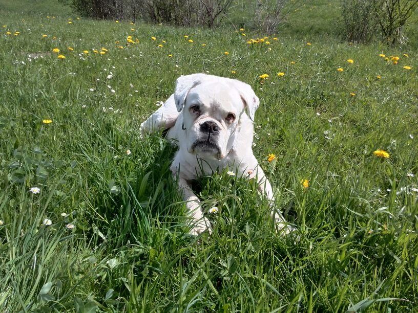 Boxerzucht Shiva`s Castle