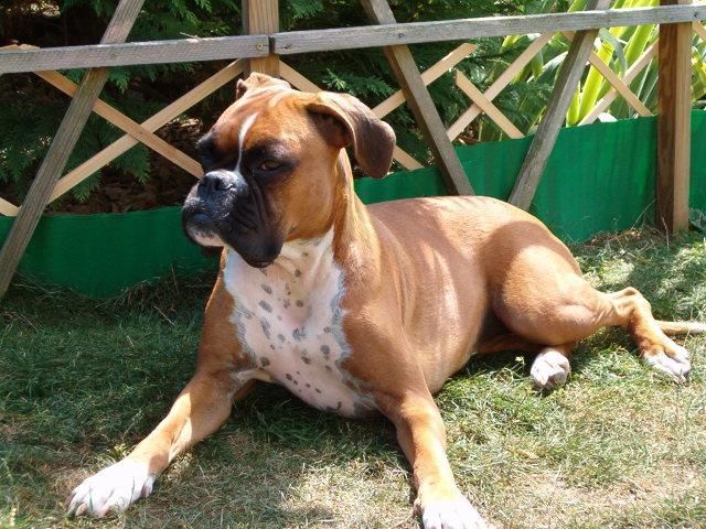 Boxerzucht Shiva`s Castle