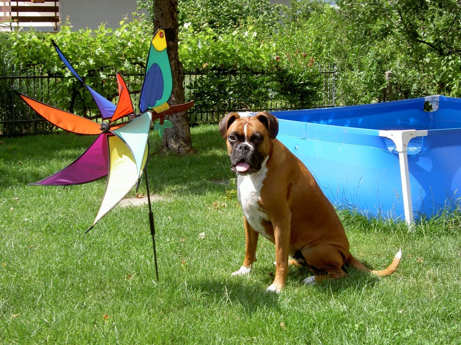 Boxerzucht Shiva`s Castle