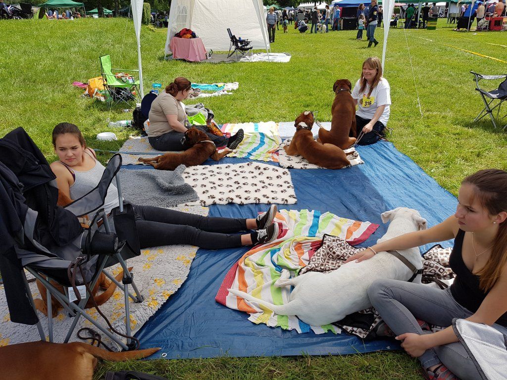 Boxerzucht Shiva`s Castle