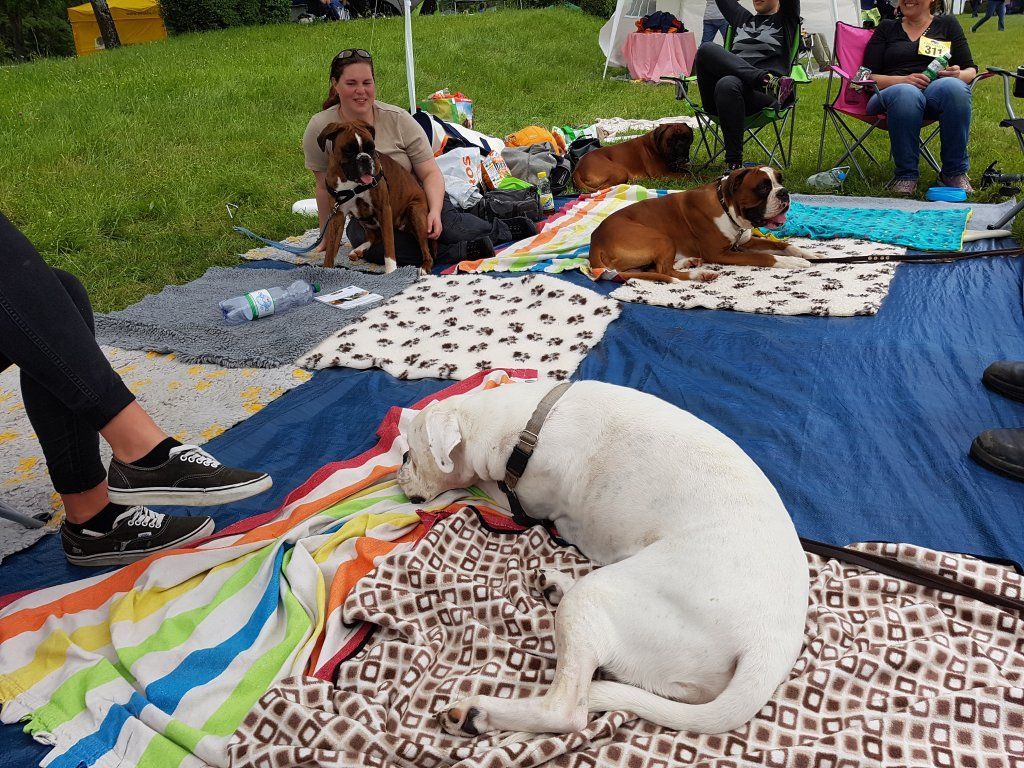 Boxerzucht Shiva`s Castle