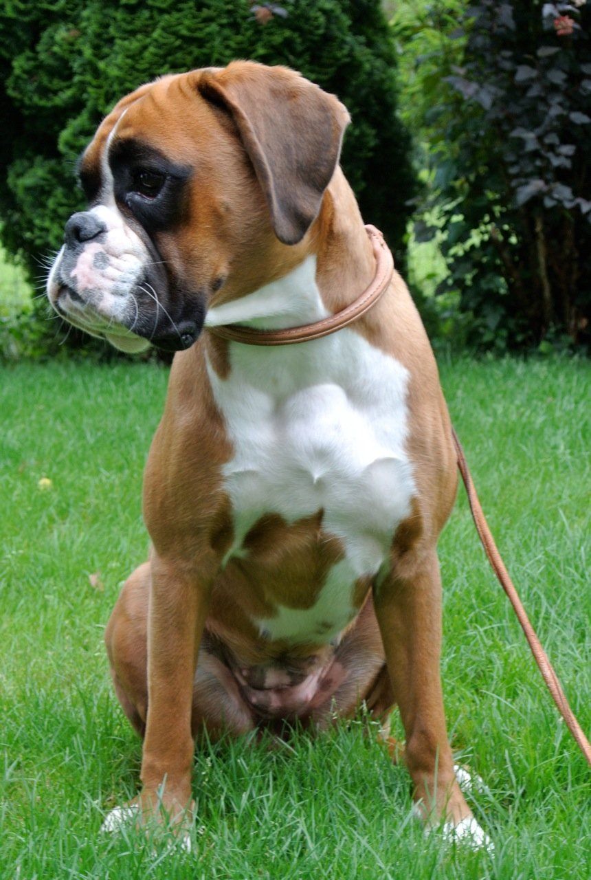 Boxerzucht Shiva`s Castle