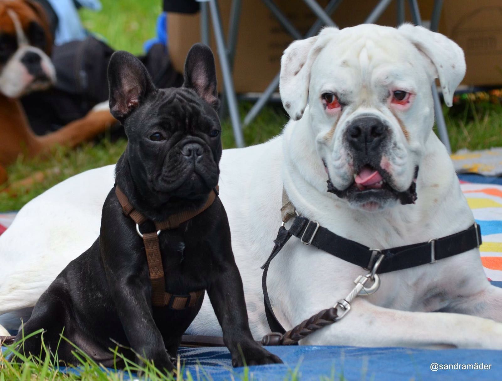 Boxerzucht Shiva`s Castle