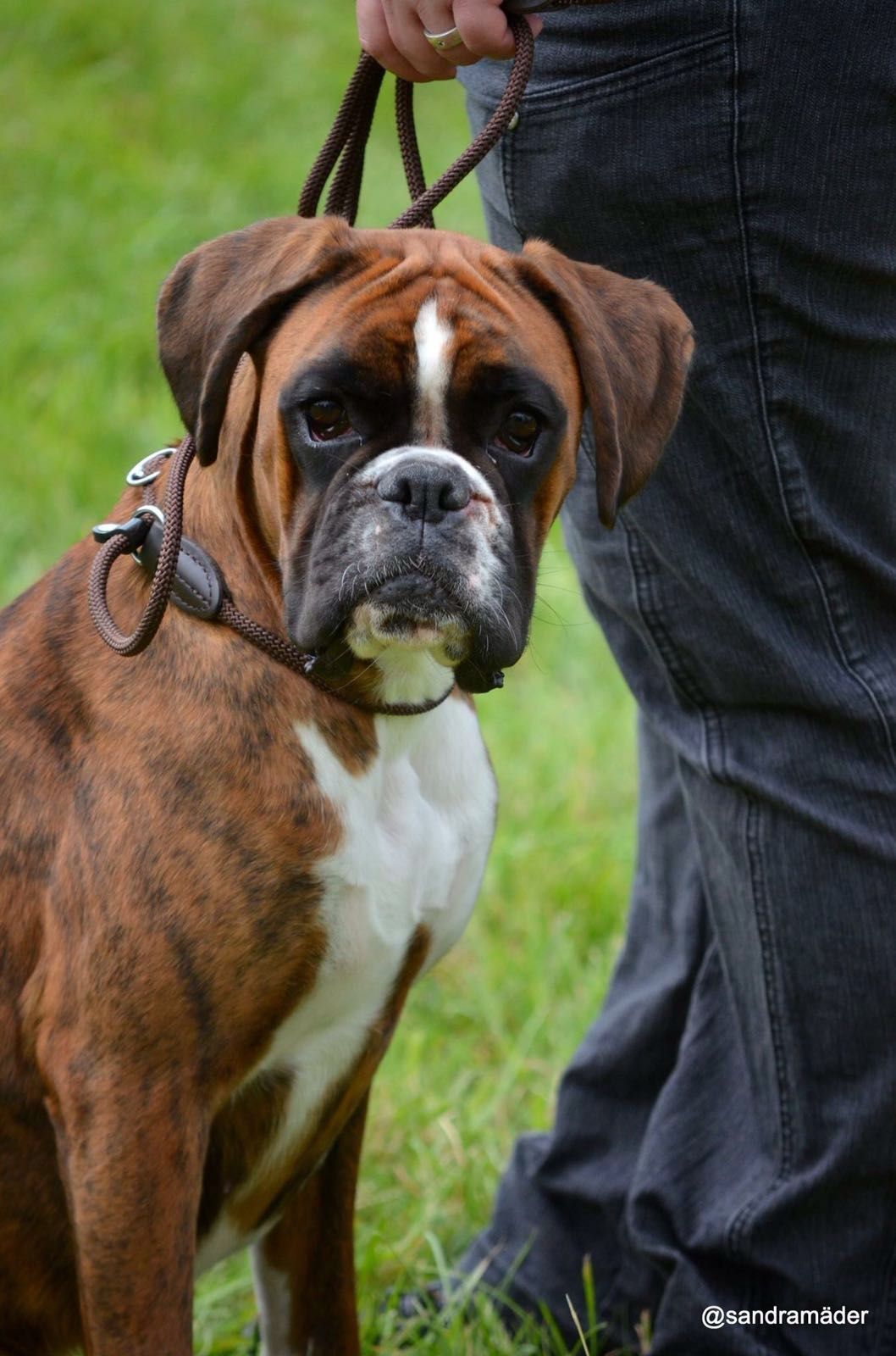 Boxerzucht Shiva`s Castle
